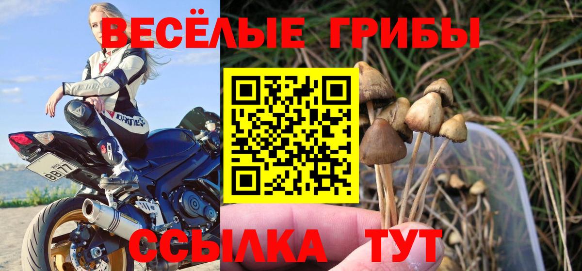 Псилоцибиновые грибы Psilocybine cubensis Ессентуки